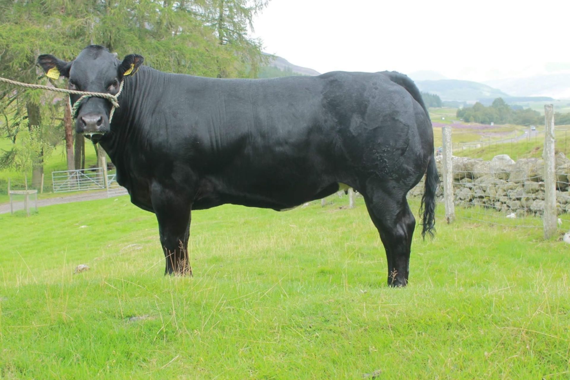 British Blue Cross - Heifer, - DOB: 20th June 2015, - Ear Tag:UK540287 701208 was Preview No: 5050