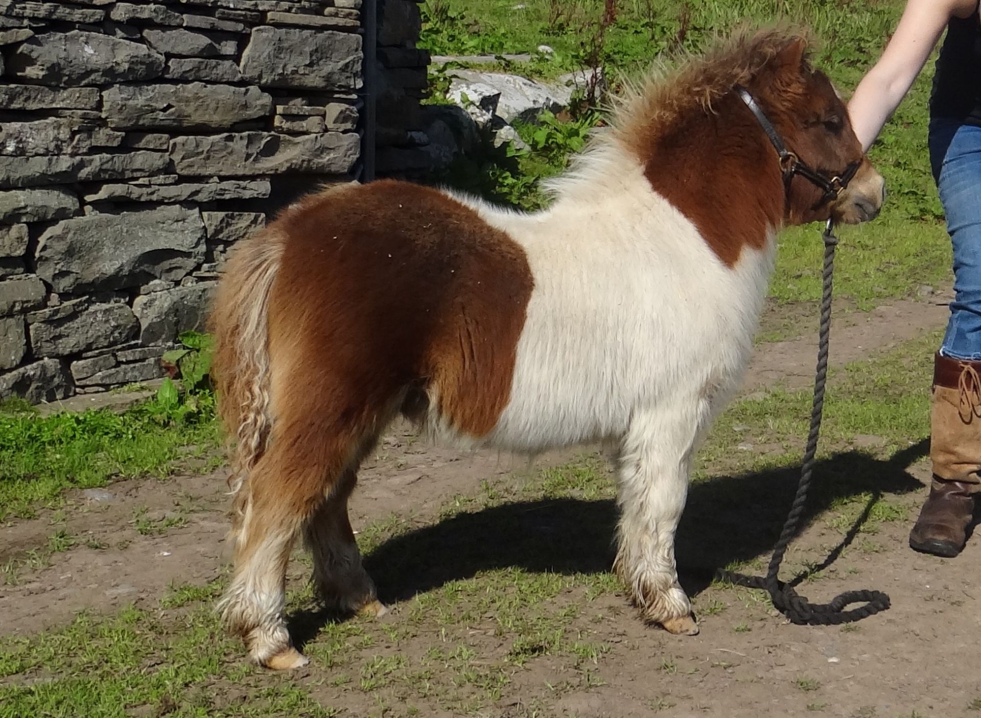 Skewbald , born 15/05/2016 - COLT FOAL 34” OR UNDER SECTION - Image 2 of 7