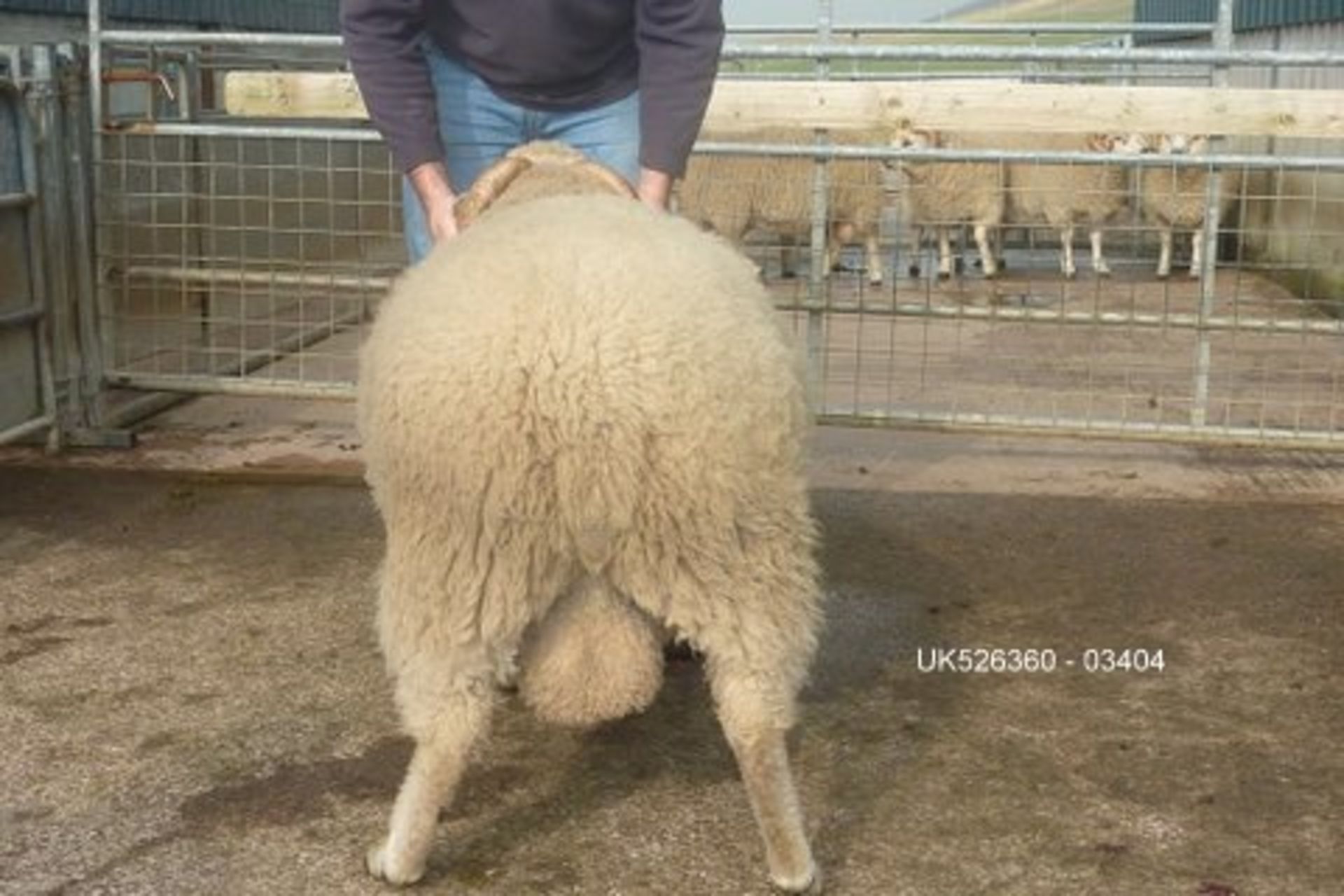 Shetland - Ram - - White - DOB: - May 2015 - Image 2 of 3