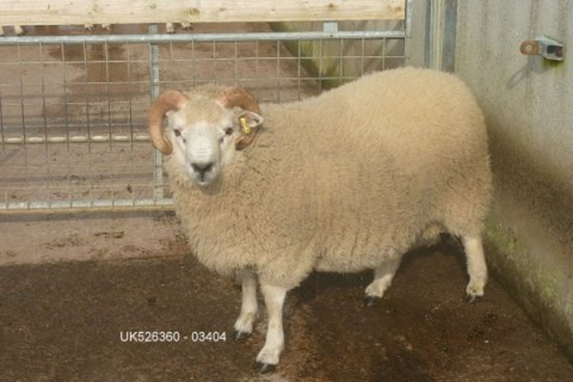 Shetland - Ram - - White - DOB: - May 2015