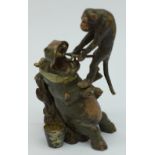 A novelty cold painted bronze figure of a monkey pulling a hippopotamus's tooth, after Bergmann,