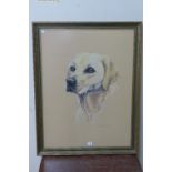 Charlotte Spearpoint, portrait of a Labrador retriever, charcoal and pastel,