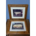 A pair of reproduction naive farmyard animal prints,