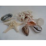 Two pieces of white coral together with three shells and a starfish