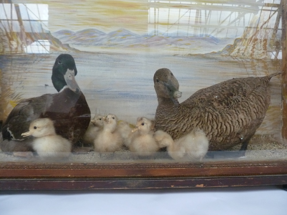 A family of taxidermy mallards in wooden glazed cabinet, - Image 2 of 2