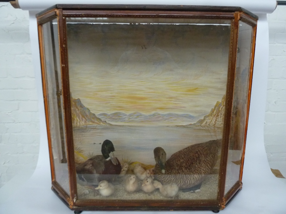 A family of taxidermy mallards in wooden glazed cabinet,