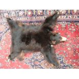 TAXIDERMY - Black Bear skin (Ursus americanus), circa 1978, skin with head mount, jaw agape,