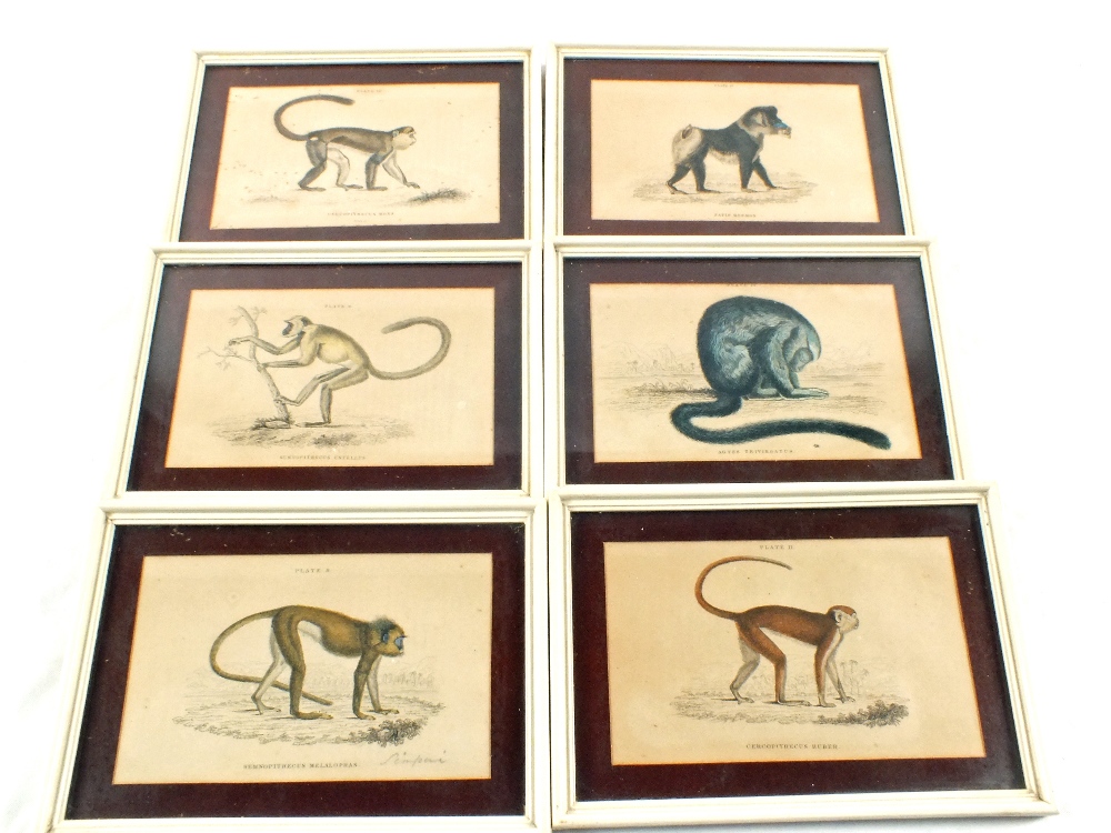 Six 19th Century coloured prints of various monkeys