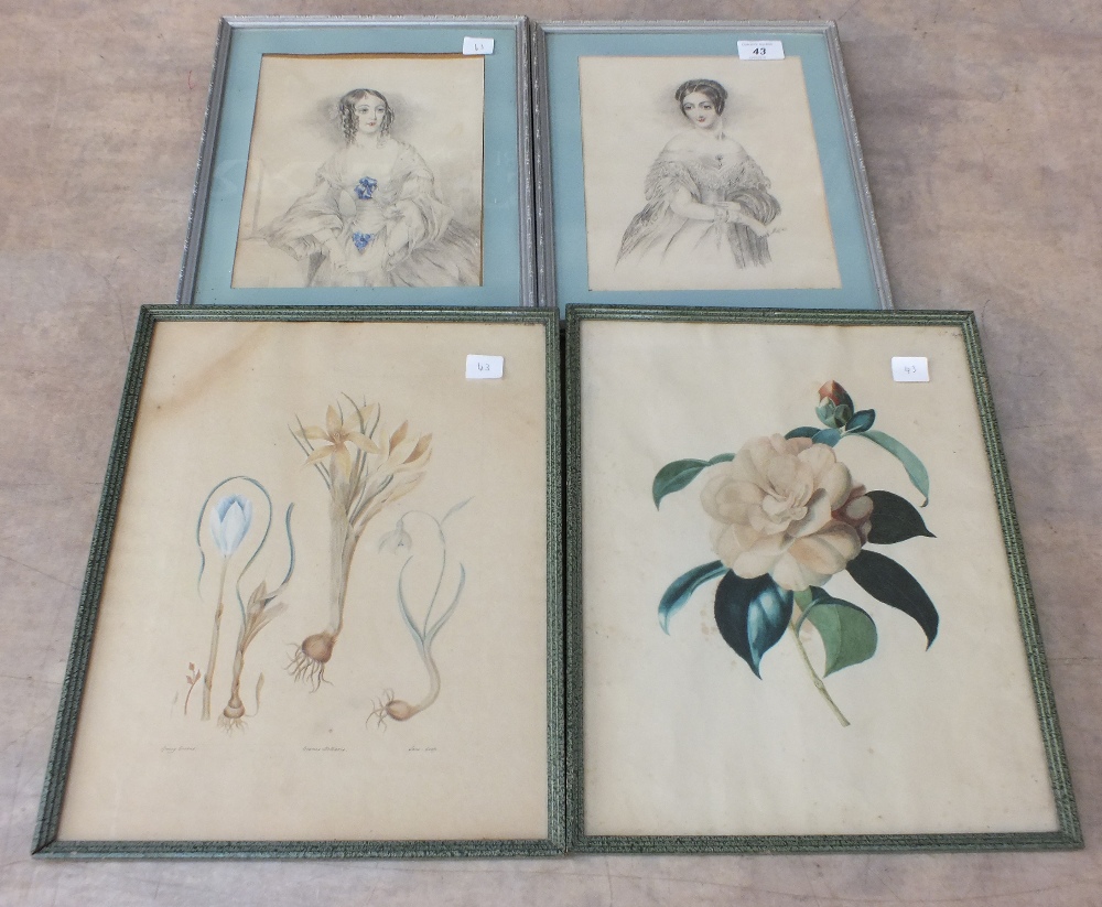 Two Victorian pencil drawings of ladies and a pair of botanical watercolours