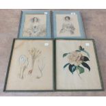 Two Victorian pencil drawings of ladies and a pair of botanical watercolours