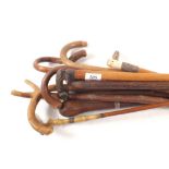 A bundle of walking canes including antler, hoof,