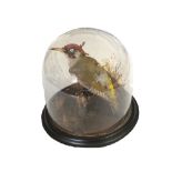 A taxidermy Green Woodpecker under a glass dome (dome as found)