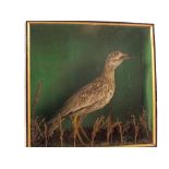 A taxidermy Stone-Curlew, cased,