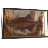 A taxidermy Carp cased within a naturalistic setting, 17 1/2" x 28 1/2" with trade label on reverse,