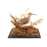 A taxidermy Redshank on a naturalistic base