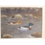 An original watercolour by Richard Robjent of a pair of Red-breasted Merganser, 7 1/2" x 10",