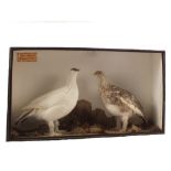 A taxidermy male and female Ptarmigan cased, 14" x 25", trade label marked Corbells, London.