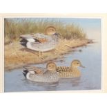 An original watercolour by Richard Robjent of three Gadwall Ducks, 7 1/2" x 10",