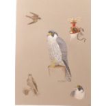 An original artwork by Richard Robjent "Study of a Peregrine",