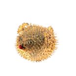 A taxidermy Blow Fish