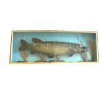 A model of a large Pike mounted in a glass fronted case,