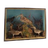 A taxidermy cased display of birds including Woodcock and Snipe,