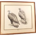 An original watercolour by Richard Robjent, "Golden Eagle", 18 1/2" x 22", mounted,