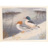 An original watercolour by Richard Robjent of a Pair of Gossanders, 7 1/2" x 10",