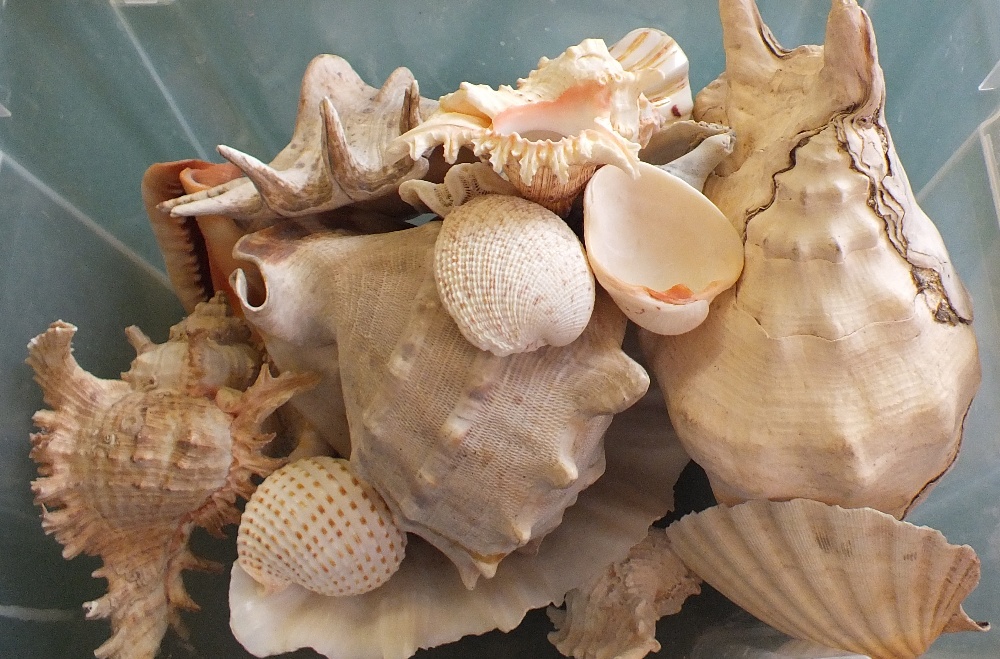 A quantity of various sea shells