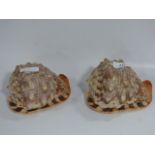 Two Conch Shells