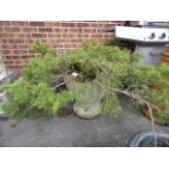 Cast Concrete Planter with Plant