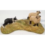 A Border Fine Arts figure group, of a sheep dog herding sheep on naturalistic base, decorated in