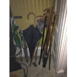 Various walking sticks, umbrella and two shooting sticks.