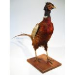 A mid-20thC taxidermy model of a pheasant, on a oak plinth base, 55cm high.