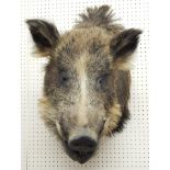 A taxidermied wild boars head, 63cm high.