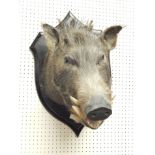 A taxidermied wild boar by Roland Ward, the ebonised shield with ivorine plaque for Cooch Behar