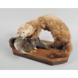 A taxidermy group of a stoat attacking a duck.