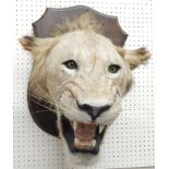 A taxidermied male lions head, the oak plaque bearing the inscription 'Laibarua, 1/1/1973', 58cm x