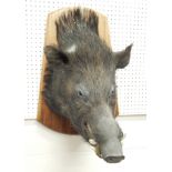 A taxidermied wild boars head, the mahogany shield with plaque stating the species, 47cm high.