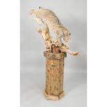 A taxidermied American bobcat, naturalistically posed on a branch, mounted on a rustic reclaimed