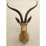 A taxidermied springbok, head, neck and shoulders, 98cm long.