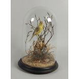 A taxidermied canary , in a naturalistic pose on a branch within an ebonised and glazed dome, 34cm