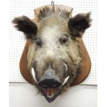 A large taxidermied wild boars head, with oak shield, bearing plaque with inscription 'Rallye Pasdes