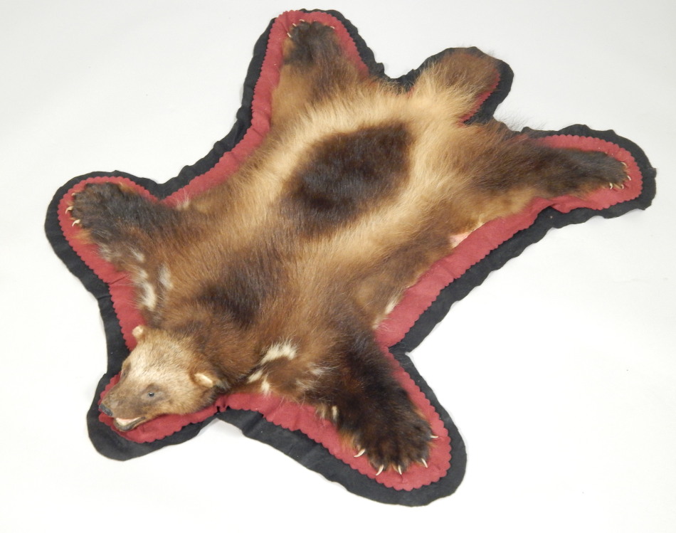 A wolverine skin rug, with full head, black and red velvet backing, 122cm x 93cm.