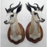 A pair of taxidermied springbok, head, neck and shoulders, with carved hardwood shield, 75cm high.