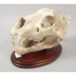 A male African lion skull, on mahogany mount bearing plaque, inscribed 'Skull of male African lion