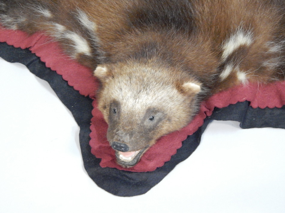 A wolverine skin rug, with full head, black and red velvet backing, 122cm x 93cm. - Image 2 of 3