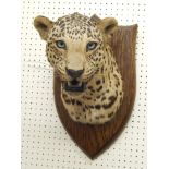 An early 20thC taxidermied head of a leopard, on an oak shield, marked to back Peter Spicer, with