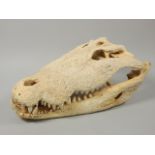 A Nile crocodile skull, 65cm long. With import permit 209476/1