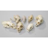 A collection of small cat skulls, etc, to include domestic cats, a marten, etc.